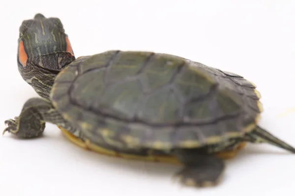 Curseur Oreilles Rouges Trachemys Scripta Elegans Isolé Sur Fond Blanc — Photo