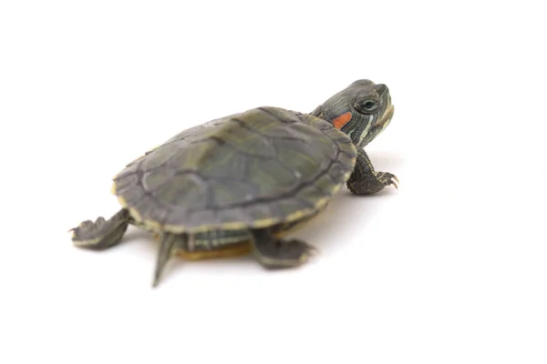 白い背景に隔離された赤耳スライダー Trachemys Scripta Elegans — ストック写真