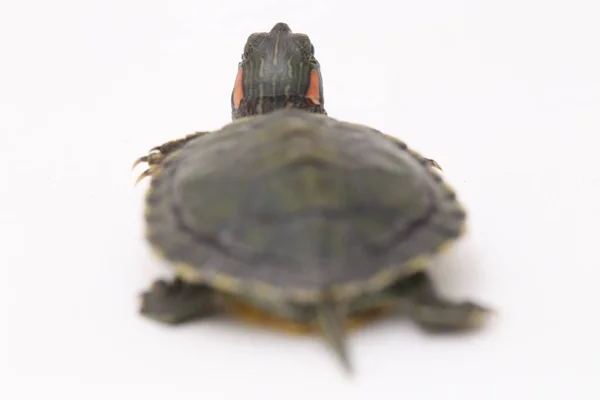 Slider Orelhas Vermelhas Trachemys Scripta Elegans Isolado Fundo Branco — Fotografia de Stock