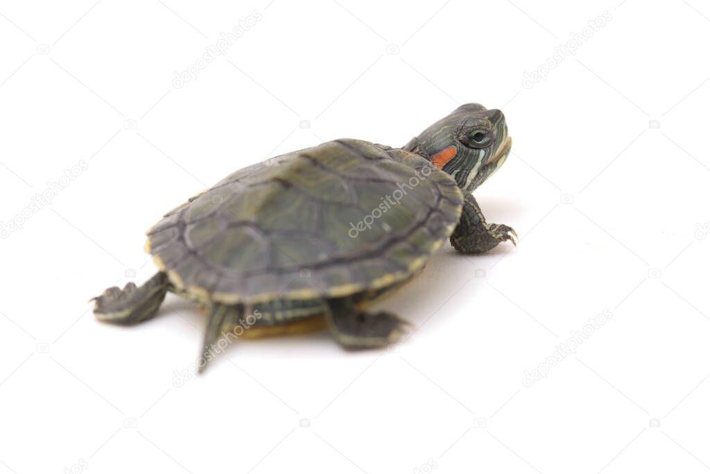 Red-eared Slider (Trachemys scripta elegans)isolated on a white background.