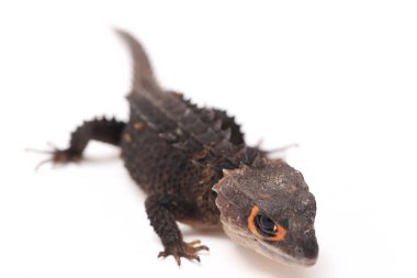 Tribolonotus Gracilis, Kırmızı Gözlü Timsah Skinks kertenkelesi beyaz arka planda izole edildi