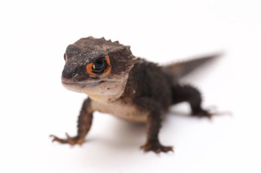 Tribolonotus Gracilis, Kırmızı Gözlü Timsah Skinks kertenkelesi beyaz arka planda izole edildi