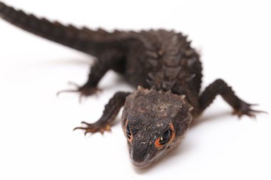 Tribolonotus Gracilis, Kırmızı Gözlü Timsah Skinks kertenkelesi beyaz arka planda izole edildi