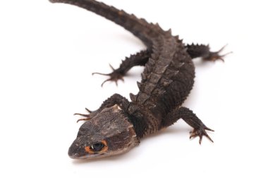 Tribolonotus Gracilis, Kırmızı Gözlü Timsah Skinks kertenkelesi beyaz arka planda izole edildi