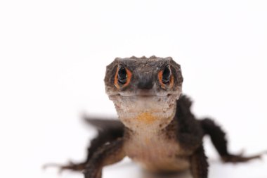 Tribolonotus Gracilis, Kırmızı Gözlü Timsah Skinks kertenkelesi beyaz arka planda izole edildi