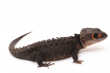 Tribolonotus Gracilis, Kırmızı Gözlü Timsah Skinks kertenkelesi beyaz arka planda izole edildi