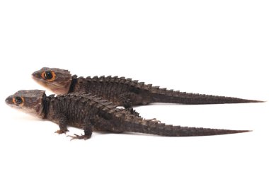 Tribolonotus Gracilis, Kırmızı Gözlü Timsah Skinks kertenkelesi beyaz arka planda izole edildi