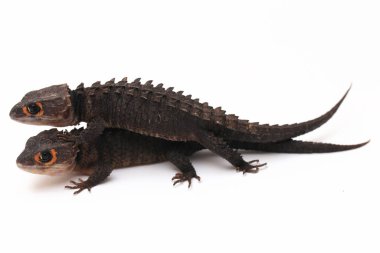 Tribolonotus Gracilis, Kırmızı Gözlü Timsah Skinks kertenkelesi beyaz arka planda izole edildi