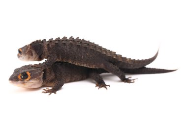 Tribolonotus Gracilis, Kırmızı Gözlü Timsah Skinks kertenkelesi beyaz arka planda izole edildi