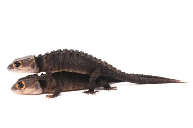 Tribolonotus Gracilis, Kırmızı Gözlü Timsah Skinks kertenkelesi beyaz arka planda izole edildi