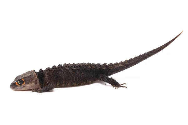 Tribolonotus Gracilis Κοκκινομάτης Crocodile Skinks Σαύρα Απομονωμένη Λευκό Φόντο — Φωτογραφία Αρχείου