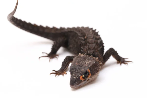 Tribolonotus Gracilis Rotaugenkrokodilskink Eidechse Isoliert Auf Weißem Hintergrund — Stockfoto