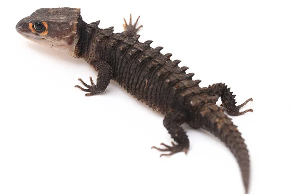 Tribolonotus Gracilis Röd Ögd Krokodil Skinks Ödla Isolerad Vit Bakgrund — Stockfoto