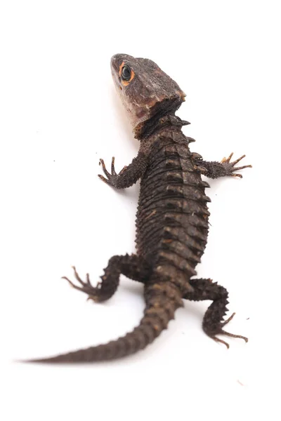 Tribolonotus Gracilis Lagarto Crocodilo Olhos Vermelhos Isolado Sobre Fundo Branco — Fotografia de Stock