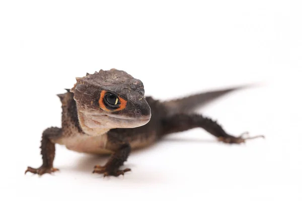 Tribolonotus Gracilis Red Eyed Crocodile Skinks Lizard Isolated White Background — Stock Photo, Image