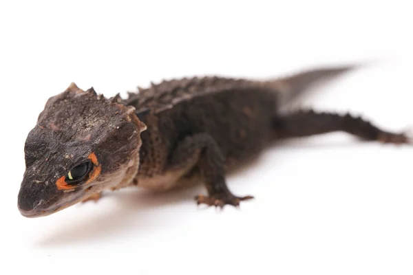 Tribolonotus Gracilis Red Eyed Crocodile Skinks Lizard Isolated White Background — Stock Photo, Image