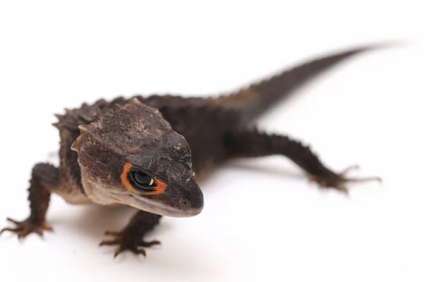 Tribolonotus Gracilis Red Eyed Crocodile Skinks Lizard Isolated White Background — Stock Photo, Image