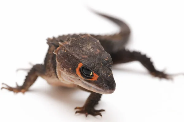 Tribolonotus Gracilis Lagarto Piel Cocodrilo Ojos Rojos Aislado Sobre Fondo — Foto de Stock