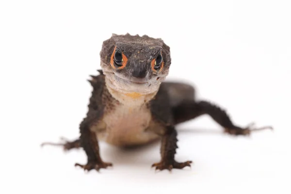 Tribolonotus Gracilis Red Eyed Crocodile Skinks Lizard Isolated White Background — Stock Photo, Image