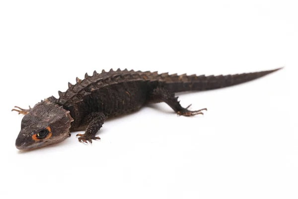 Tribolonotus Gracilis Red Eyed Crocodile Skinks Lizard Isolated White Background — Stock Photo, Image