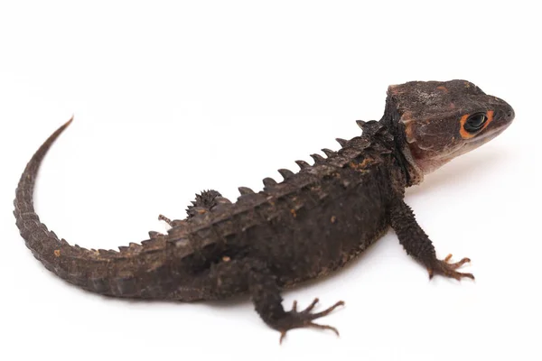 Tribolonotus Gracilis Red Eyed Crocodile Skinks Lizard Isolated White Background — Stock Photo, Image