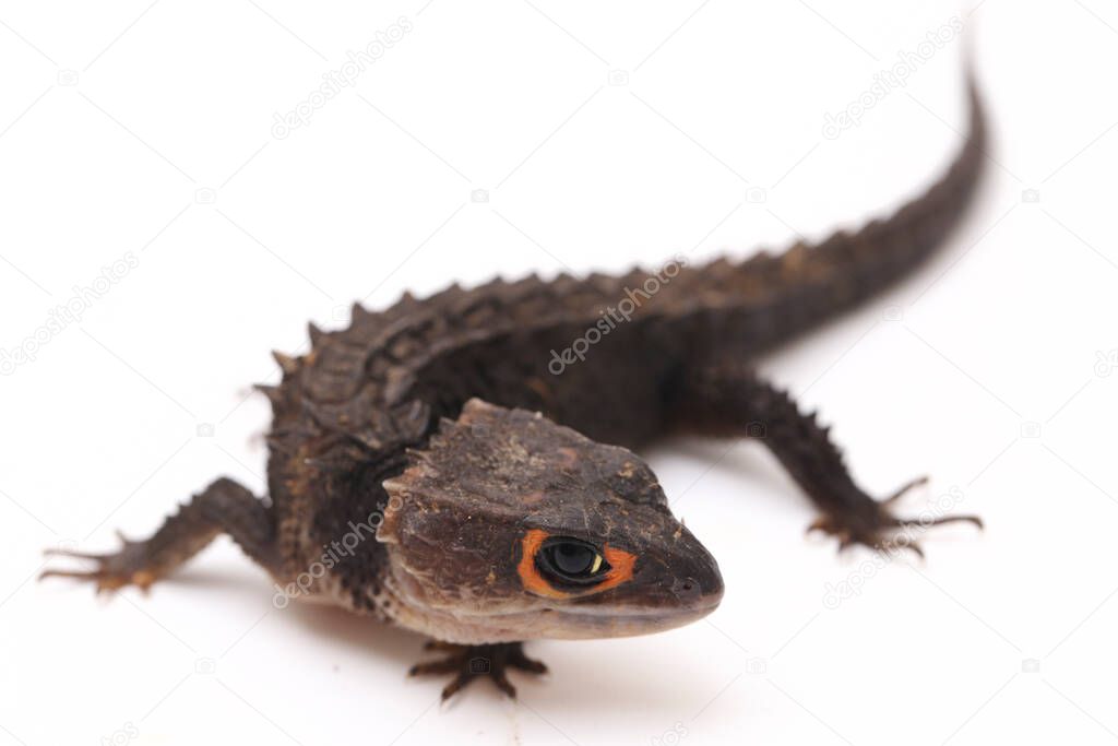 Tribolonotus Gracilis, Red-Eyed Crocodile Skinks lizard isolated on white background