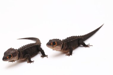 Tribolonotus Gracilis, Kırmızı Gözlü Timsah Skinks kertenkelesi beyaz arka planda izole edildi