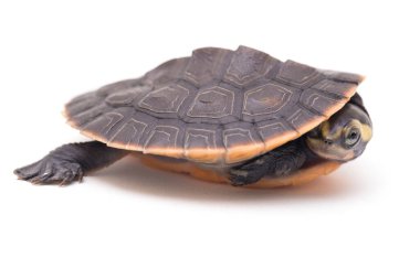 Kırmızı Göbekli Kısa Boylu Kaplumbağa (Emydura subglobosa) beyaz arka planda izole edildi