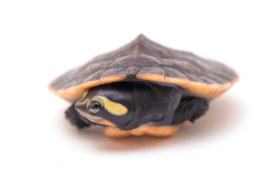 Kırmızı Göbekli Kısa Boylu Kaplumbağa (Emydura subglobosa) beyaz arka planda izole edildi