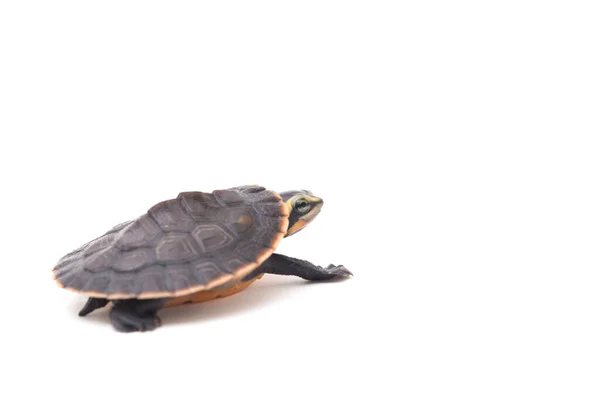 Tortue Ventre Rouge Emydura Subglobosa Isolée Sur Fond Blanc — Photo