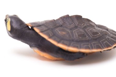 Kırmızı Göbekli Kısa Boylu Kaplumbağa (Emydura subglobosa) beyaz arka planda izole edildi