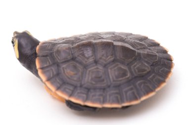 Kırmızı Göbekli Kısa Boylu Kaplumbağa (Emydura subglobosa) beyaz arka planda izole edildi