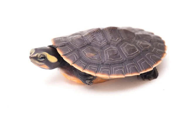 Tortuga Cuello Corto Vientre Rojo Emydura Subglobosa Aislada Sobre Fondo — Foto de Stock