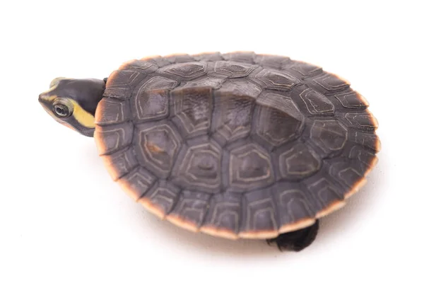 Tortue Ventre Rouge Emydura Subglobosa Isolée Sur Fond Blanc — Photo