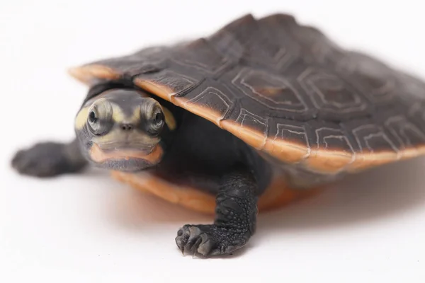 Röd Magsköldpadda Emydura Subglobosa Isolerad Vit Bakgrund — Stockfoto