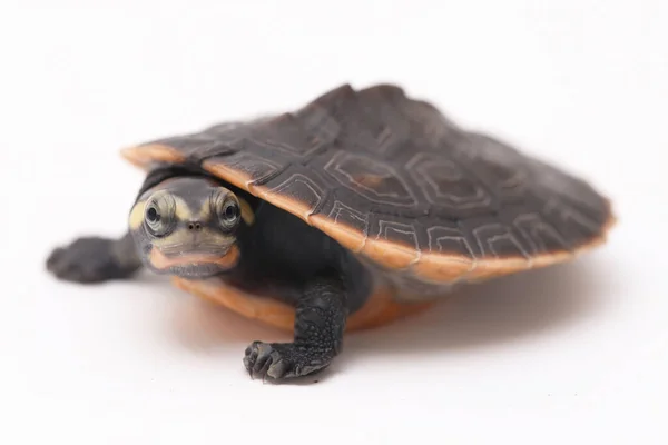 Tortuga Cuello Corto Vientre Rojo Emydura Subglobosa Aislada Sobre Fondo — Foto de Stock