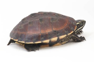 Malezya salyangoz yiyen kaplumbağa (Malayemys makrocephala), Geoemydidae familyasından bir kaplumbağa türü.