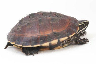 Malezya salyangoz yiyen kaplumbağa (Malayemys makrocephala), Geoemydidae familyasından bir kaplumbağa türü.