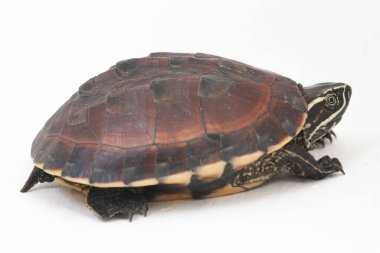 Malezya salyangoz yiyen kaplumbağa (Malayemys makrocephala), Geoemydidae familyasından bir kaplumbağa türü.