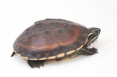 Malezya salyangoz yiyen kaplumbağa (Malayemys makrocephala), Geoemydidae familyasından bir kaplumbağa türü.