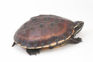 Malezya salyangoz yiyen kaplumbağa (Malayemys makrocephala), Geoemydidae familyasından bir kaplumbağa türü.