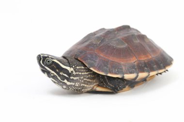 Malezya salyangoz yiyen kaplumbağa (Malayemys makrocephala), Geoemydidae familyasından bir kaplumbağa türü.