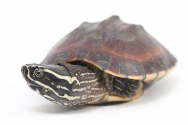 Malezya salyangoz yiyen kaplumbağa (Malayemys makrocephala), Geoemydidae familyasından bir kaplumbağa türü.