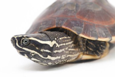 Malezya salyangoz yiyen kaplumbağa (Malayemys makrocephala), Geoemydidae familyasından bir kaplumbağa türü.