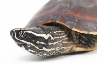 Malezya salyangoz yiyen kaplumbağa (Malayemys makrocephala), Geoemydidae familyasından bir kaplumbağa türü.