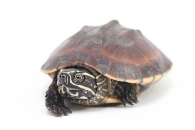 Malezya salyangoz yiyen kaplumbağa (Malayemys makrocephala), Geoemydidae familyasından bir kaplumbağa türü.