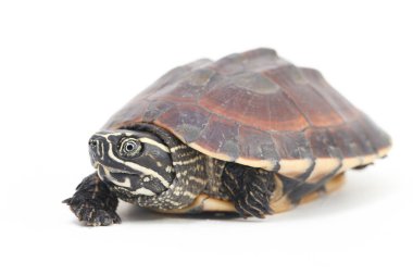 Malezya salyangoz yiyen kaplumbağa (Malayemys makrocephala), Geoemydidae familyasından bir kaplumbağa türü.