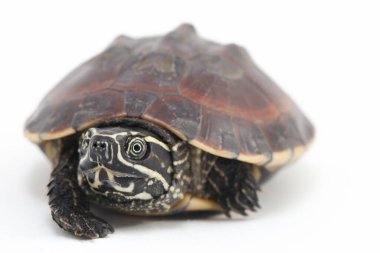 Malezya salyangoz yiyen kaplumbağa (Malayemys makrocephala), Geoemydidae familyasından bir kaplumbağa türü.