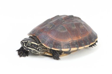 Malezya salyangoz yiyen kaplumbağa (Malayemys makrocephala), Geoemydidae familyasından bir kaplumbağa türü.