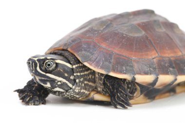 Malezya salyangoz yiyen kaplumbağa (Malayemys makrocephala), Geoemydidae familyasından bir kaplumbağa türü.